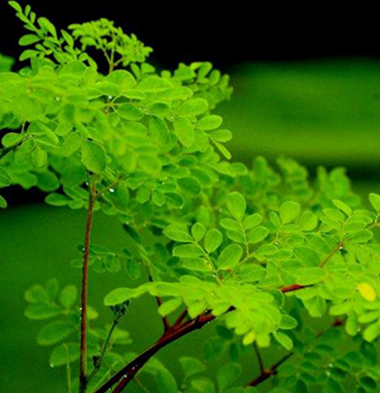 Why Moringa